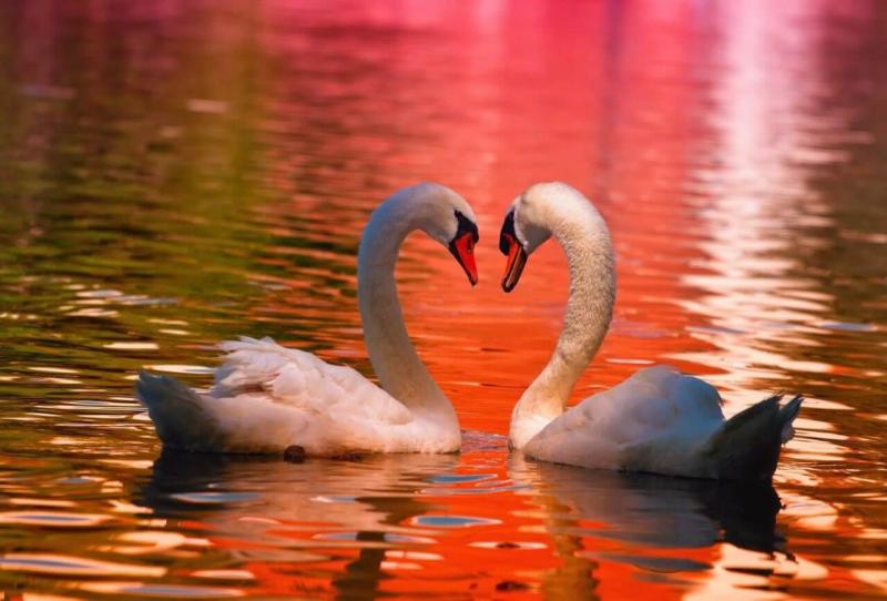 Почему сердце изображают именно так?