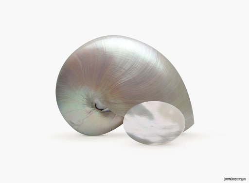 «Мать жемчуга». Секреты волшебных переливов или что же такое перламутр?