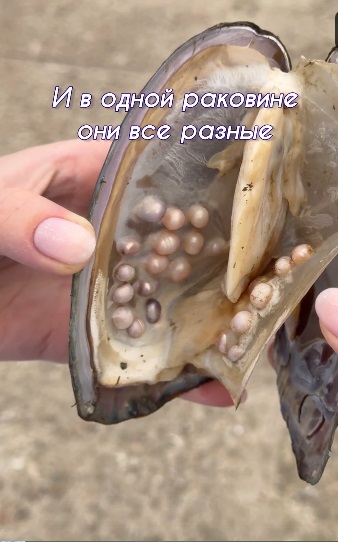 Жемчуг в равковине